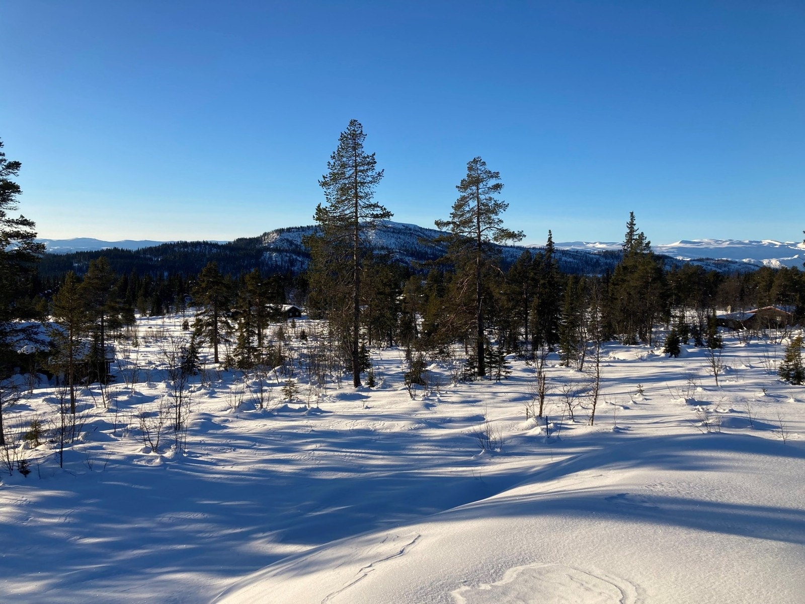 Fra tomte mot Javnberget Galleribilde