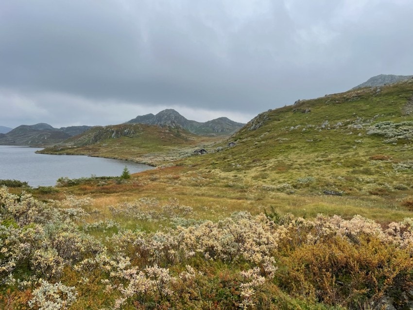 Bilde fra Reinstjønn på ca 1100 moh - fint turområde å gå til fra hyttefeltet Galleribilde