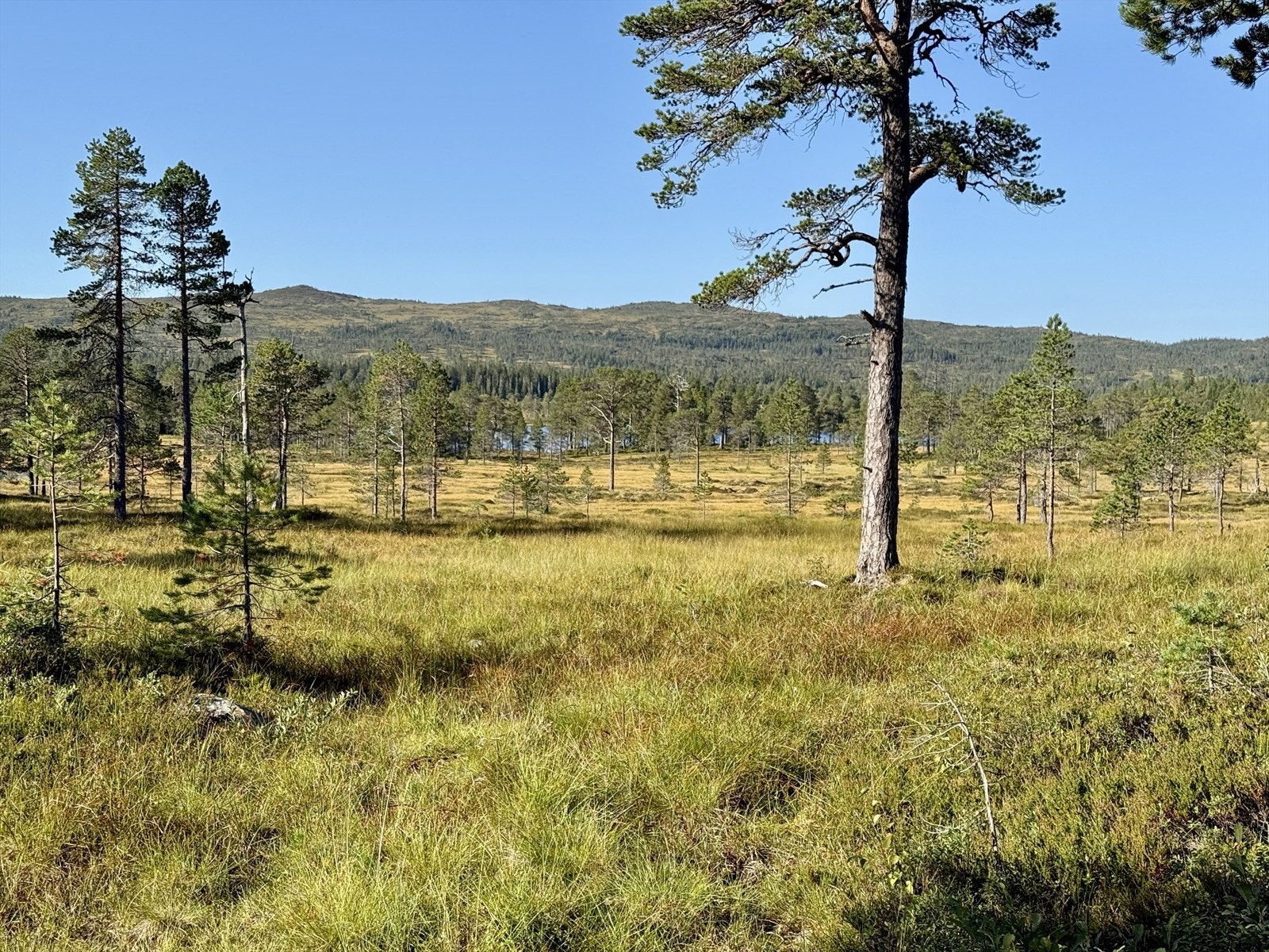 IMG_8204.jpeg Galleribilde