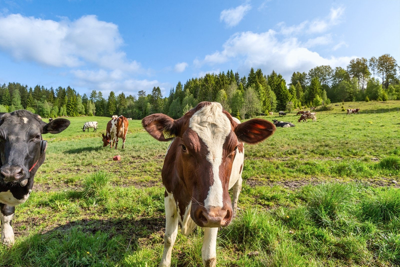 Eiendommen har fulldyrka areal på 284,9 daa. Galleribilde