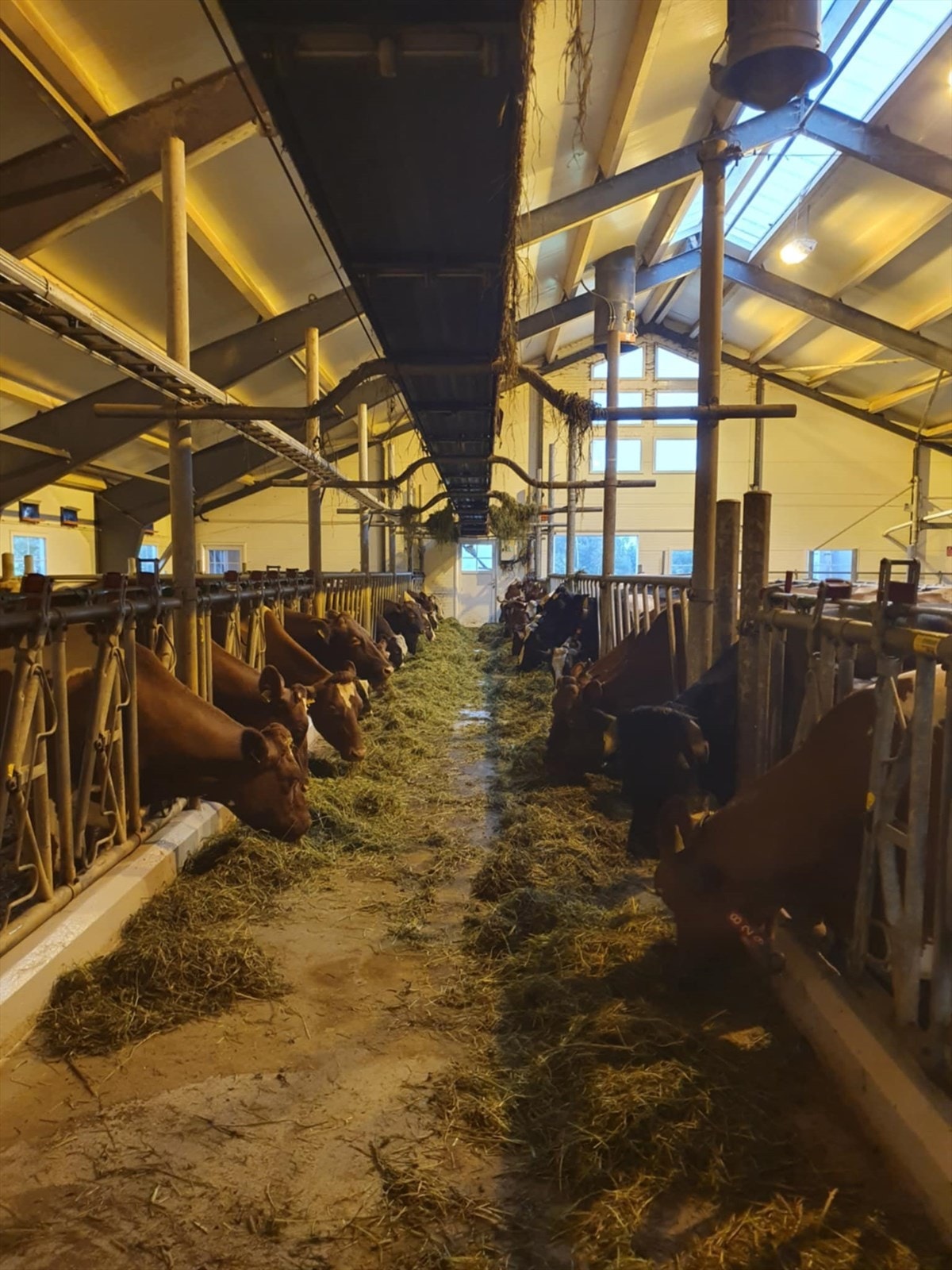 Eiendommen har ei melkekvote på 265 459 liter Galleribilde