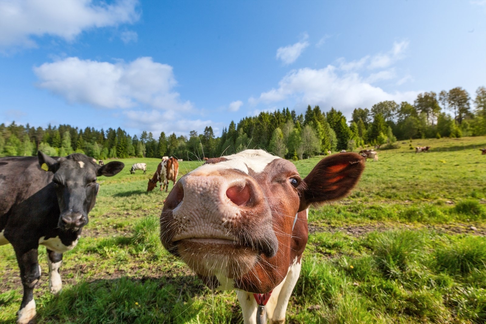 Eiendommen har melkeproduksjon med egen kvote på 265 tonn og leid kvote på 30 tonn Galleribilde