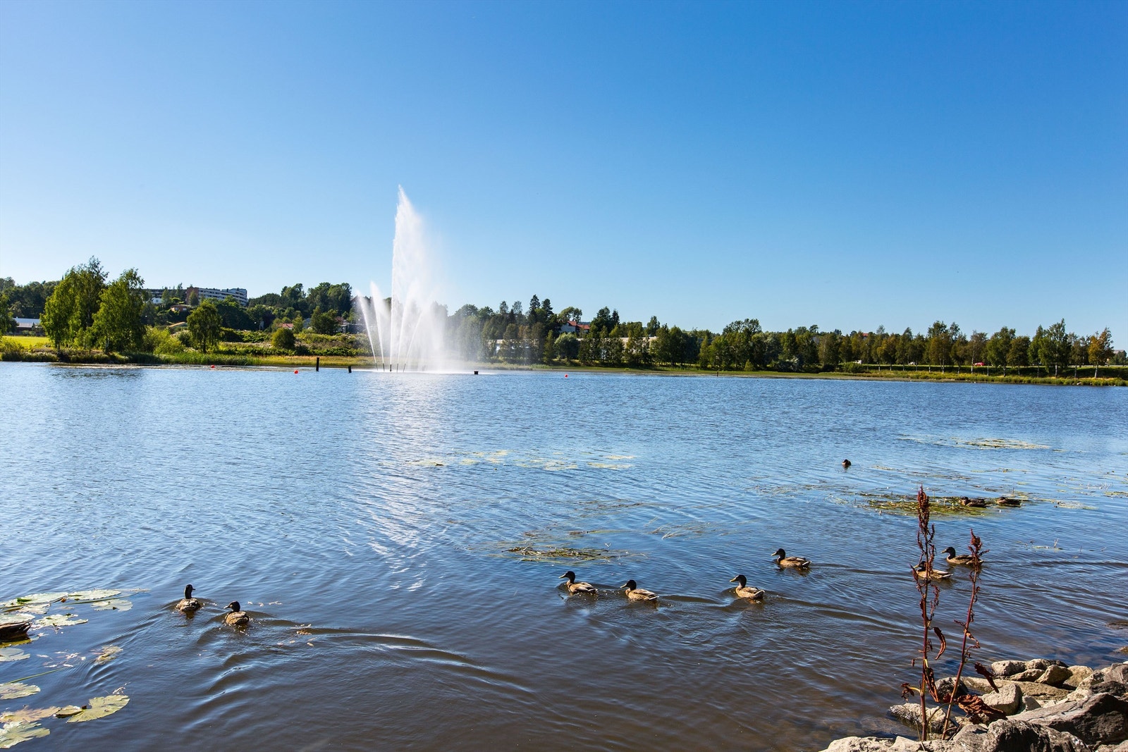Nærområdet. Galleribilde