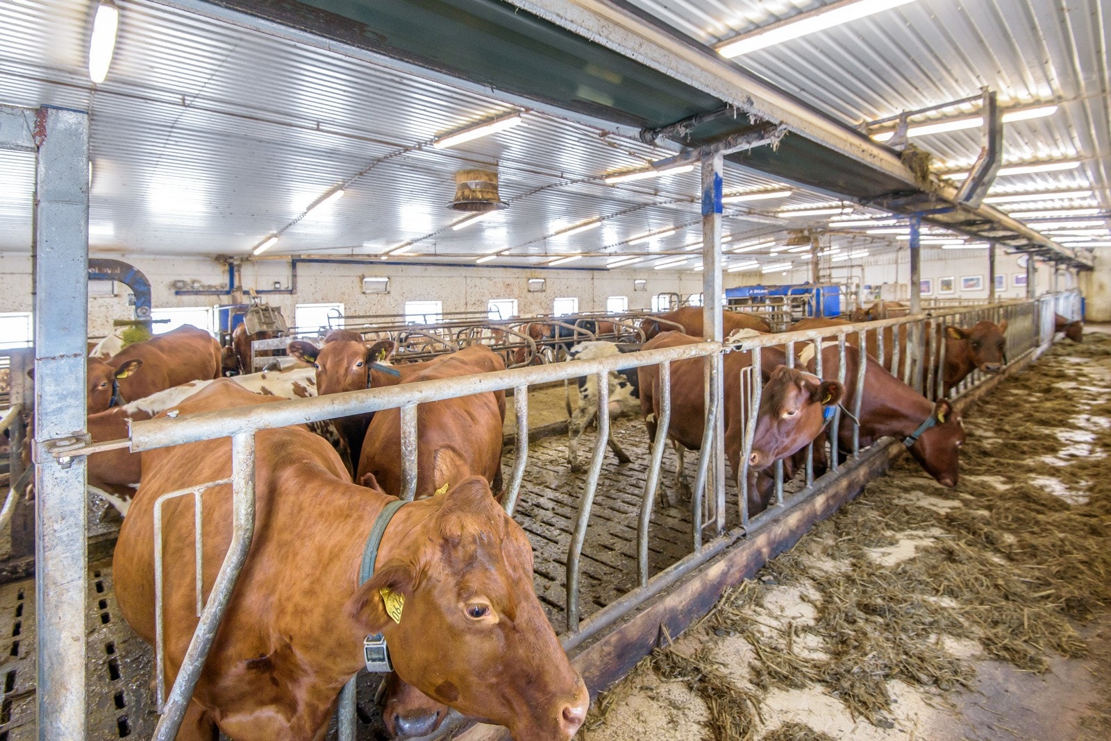 Løsdriftsfjøs Galleribilde