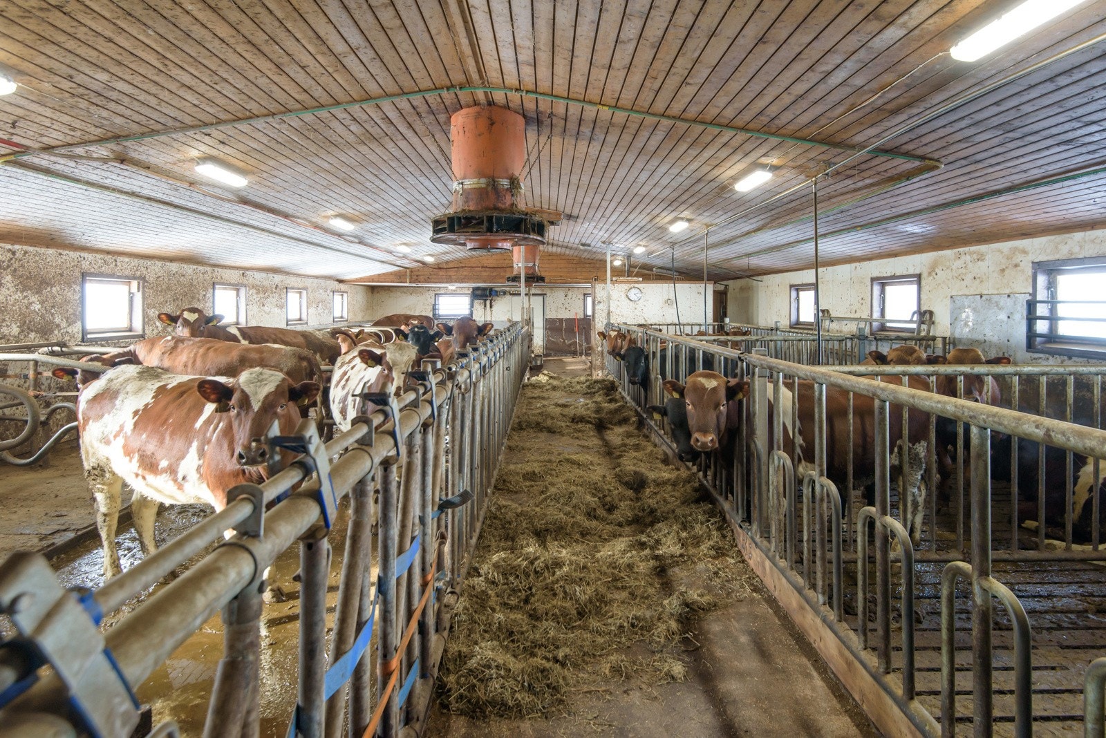 Fjøs, gammel del Galleribilde