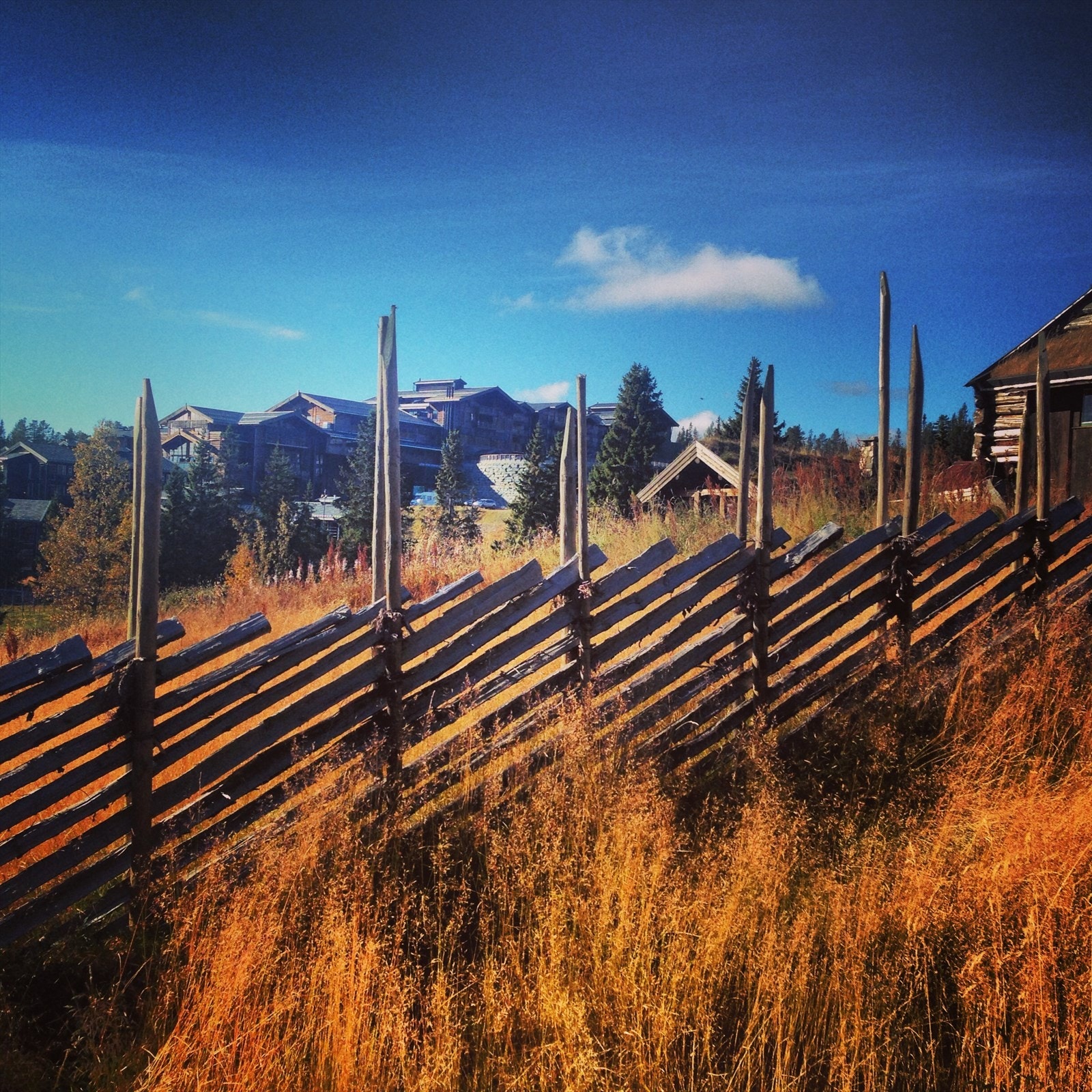 Bøseter i høstdrakt Galleribilde