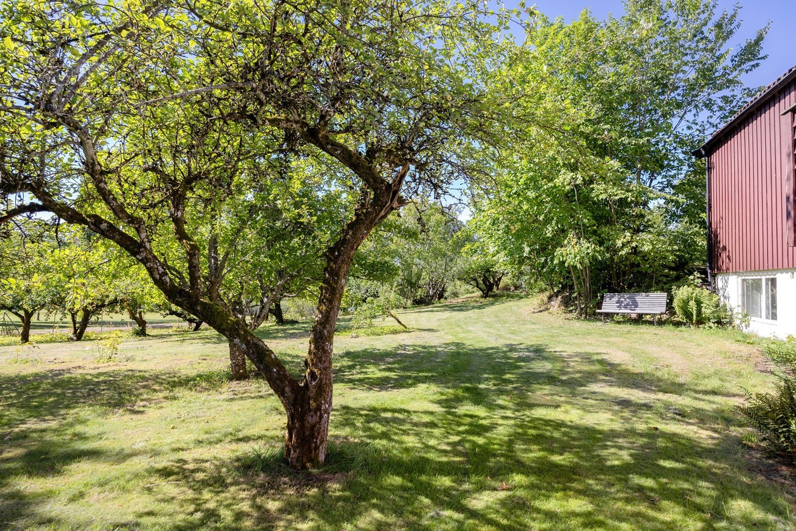 Utsyn over deler av eplehagen. Galleribilde