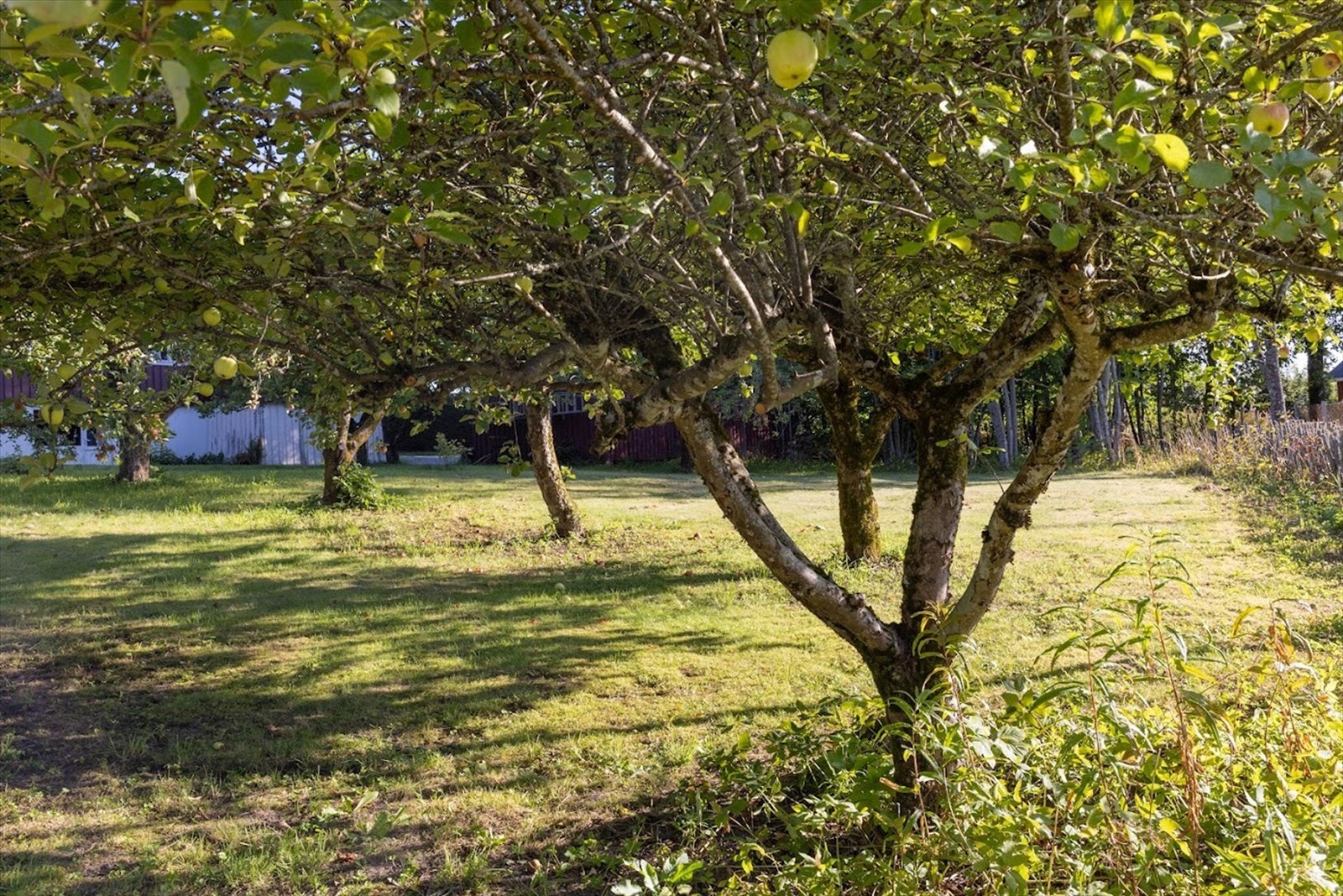 Hagen har mange gamle og riktbærende epletrær. Galleribilde