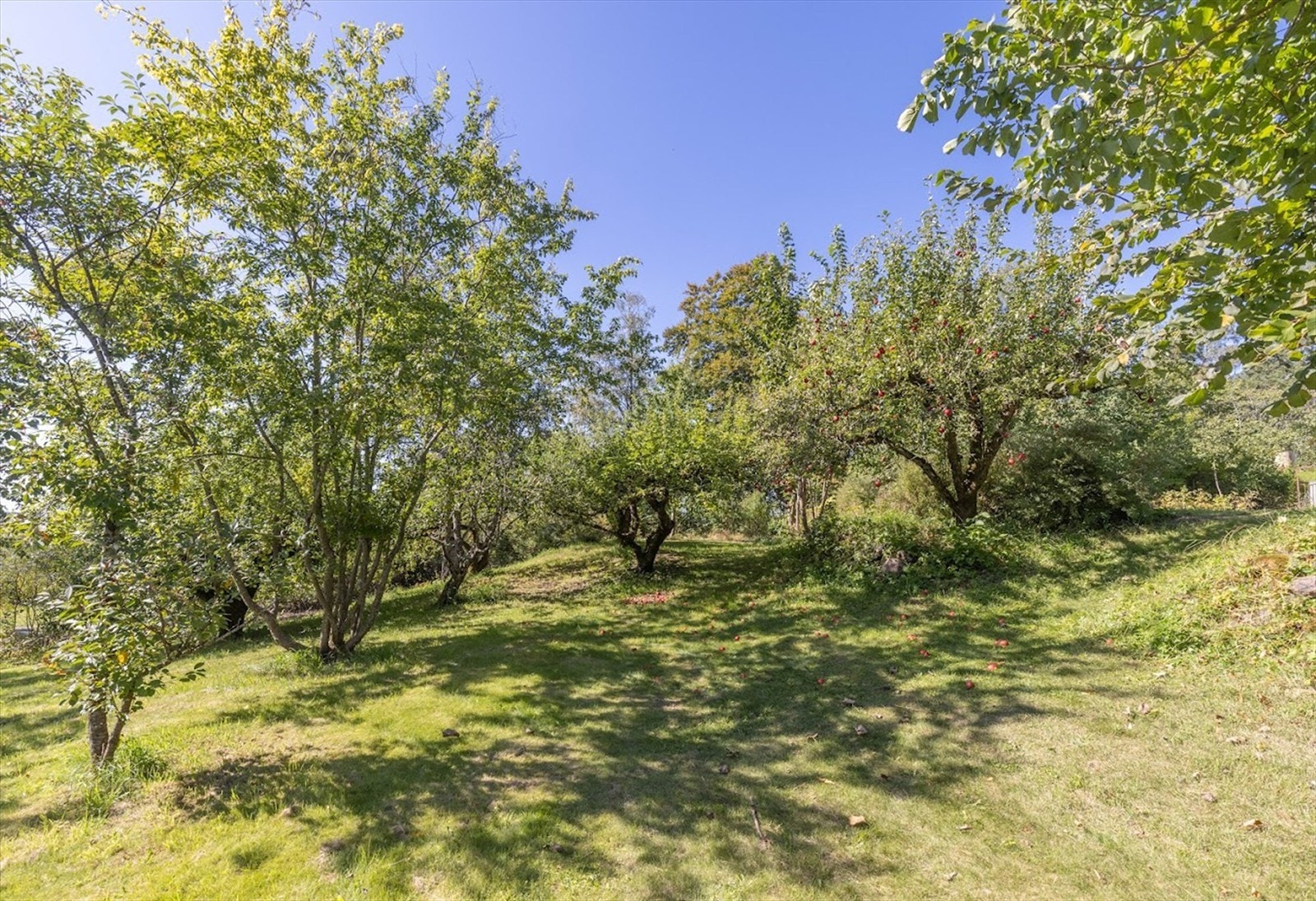 Velkommen til hagen! Galleribilde