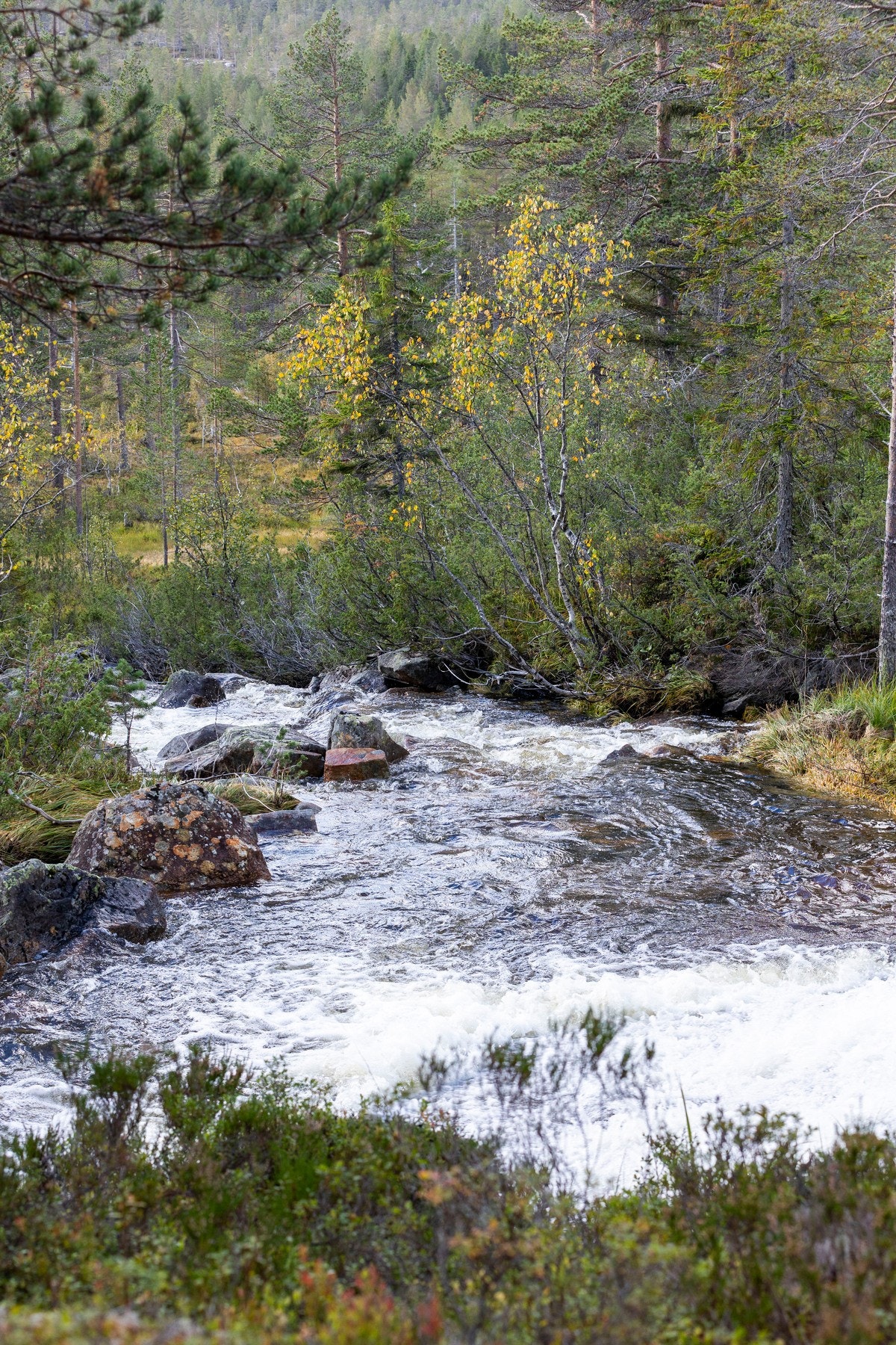Bekk/foss ca. 50m fra hytte, med alltid rennende vann. Galleribilde