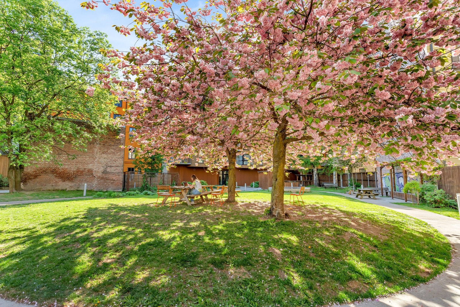 Fin beplantning i bakgården om sommeren. Galleribilde
