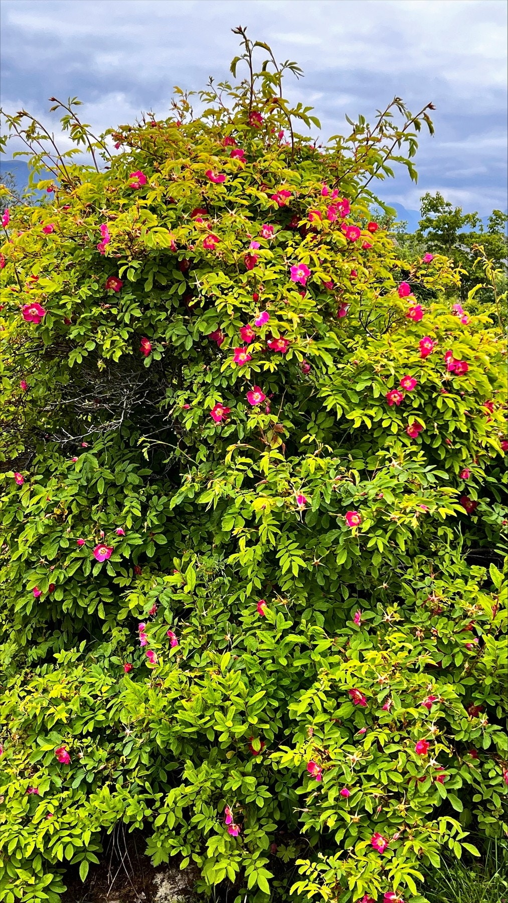 Bilder tatt av selger. Galleribilde