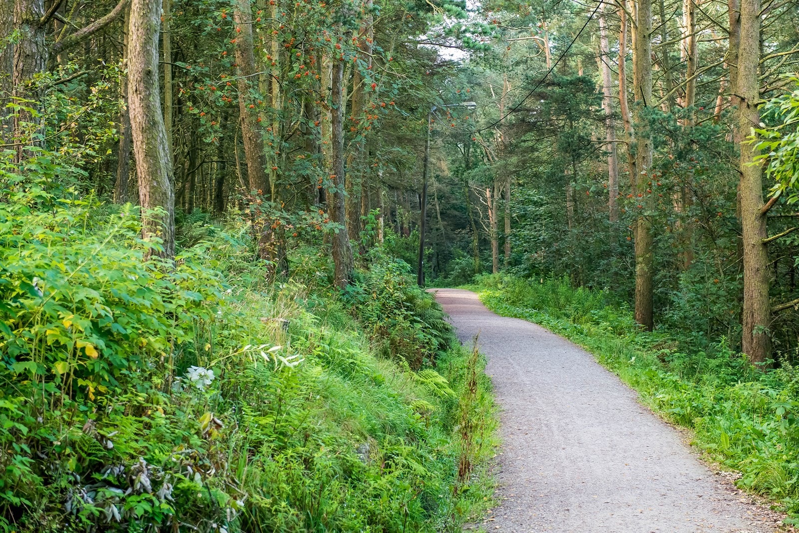 Gangavstand til flotte turområder i Sørmarka Galleribilde