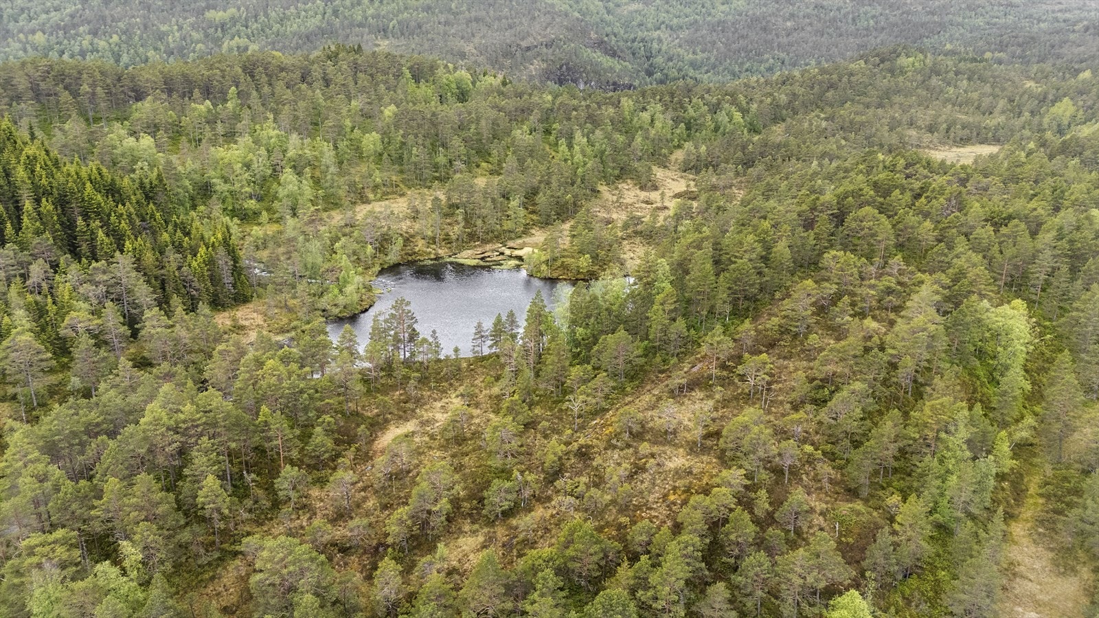 ... og 206,8 daa skog i varierande bonitet. Galleribilde