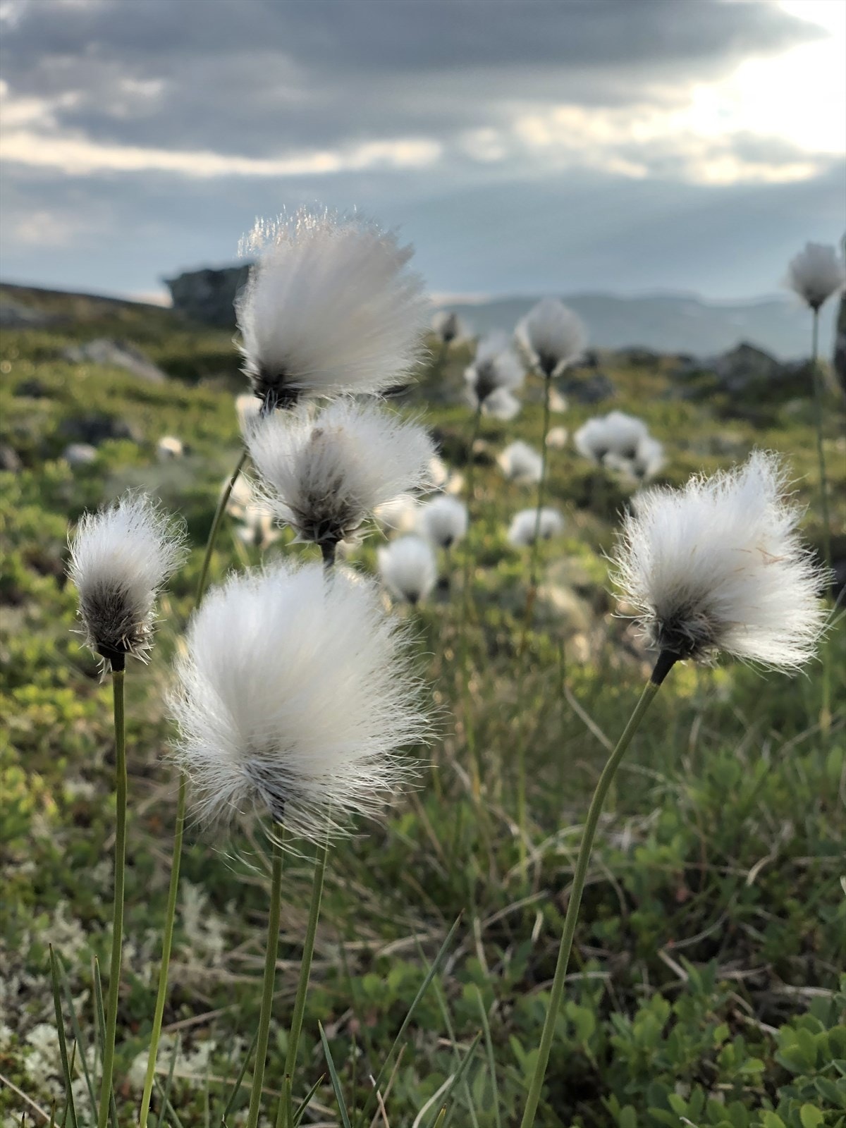 Selgers bilde Galleribilde