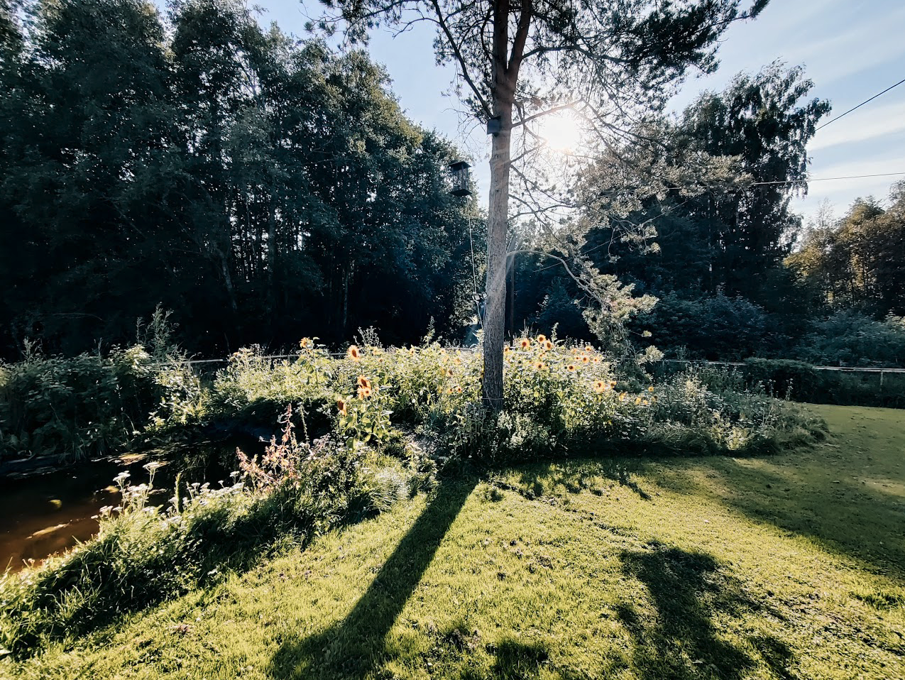 Sommerbilde Galleribilde