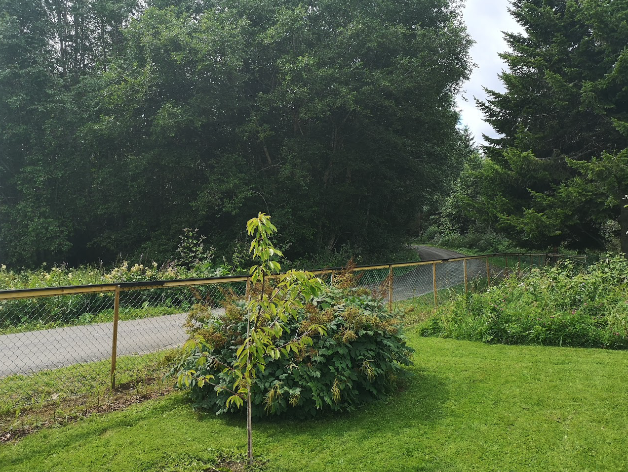 Sommerbilde Galleribilde