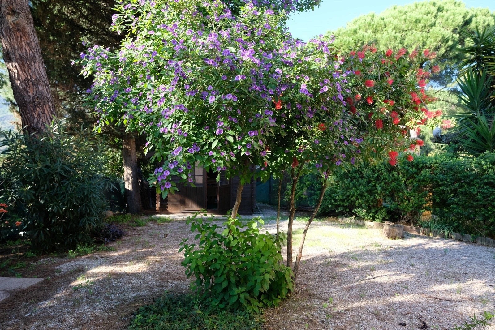 Hagen er nydelig beplantet. Galleribilde