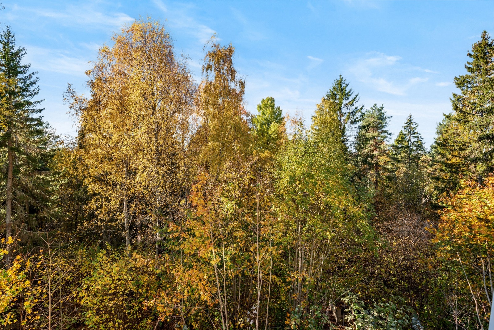 Fint utsyn mot naturen rett utenfor - et fredelig blikkfang. Galleribilde