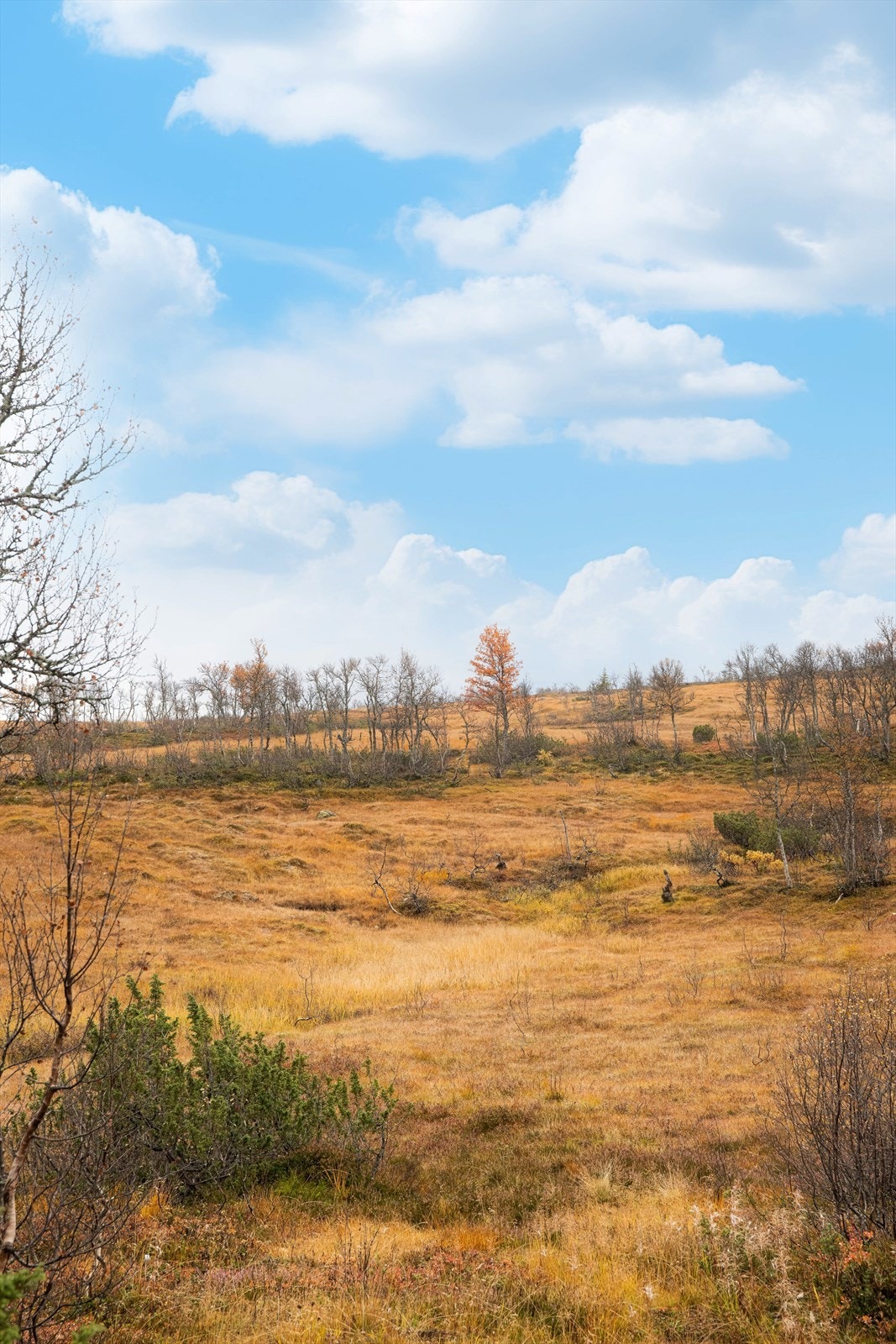 Nydelig utsyn over det flotte naturlandskapet. Galleribilde