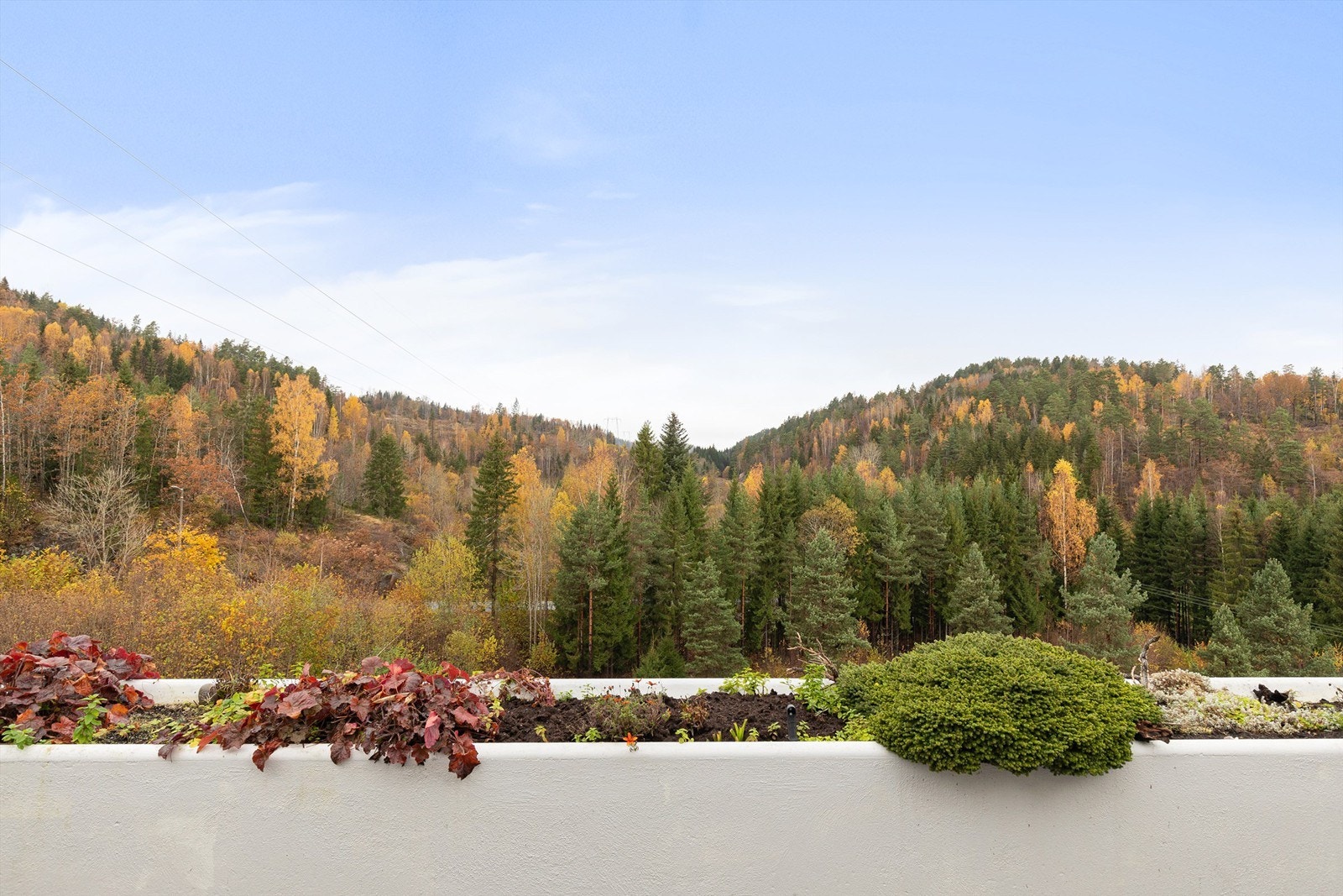 Utsikt fra terrassen til natur og skog Galleribilde
