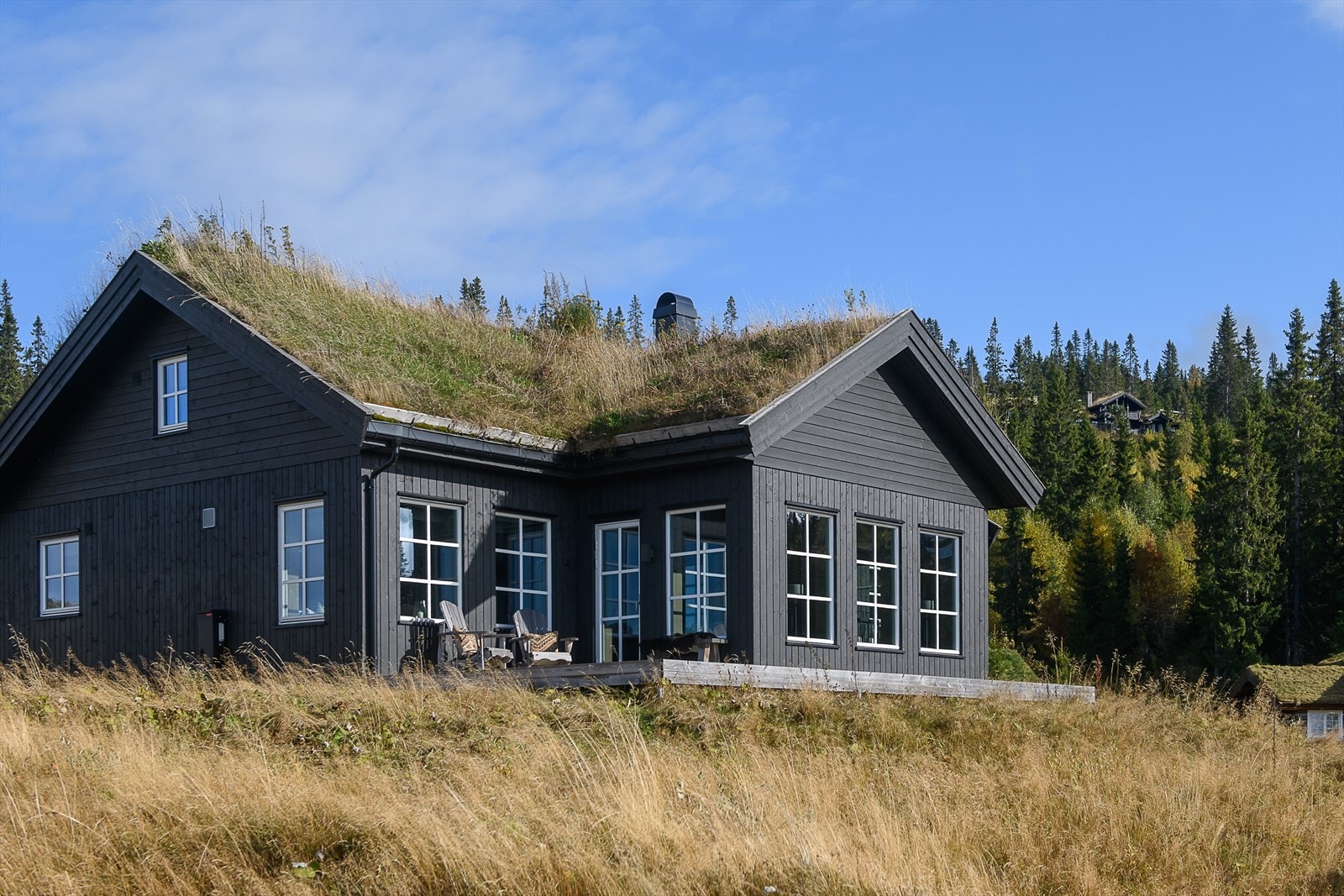 Lett skrånende naturtomt rundt hytta. Galleribilde