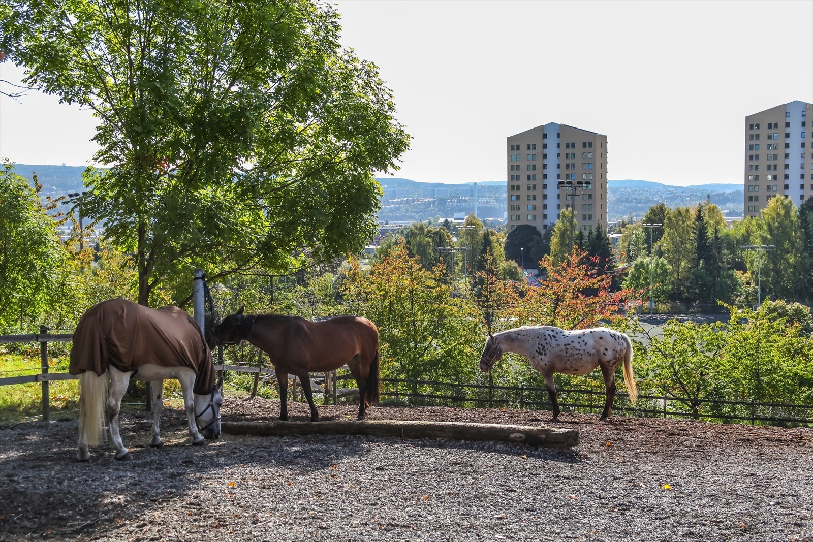 På Årvoll gård kan du også hilse på hester, høns, kaniner og mye mer. Galleribilde