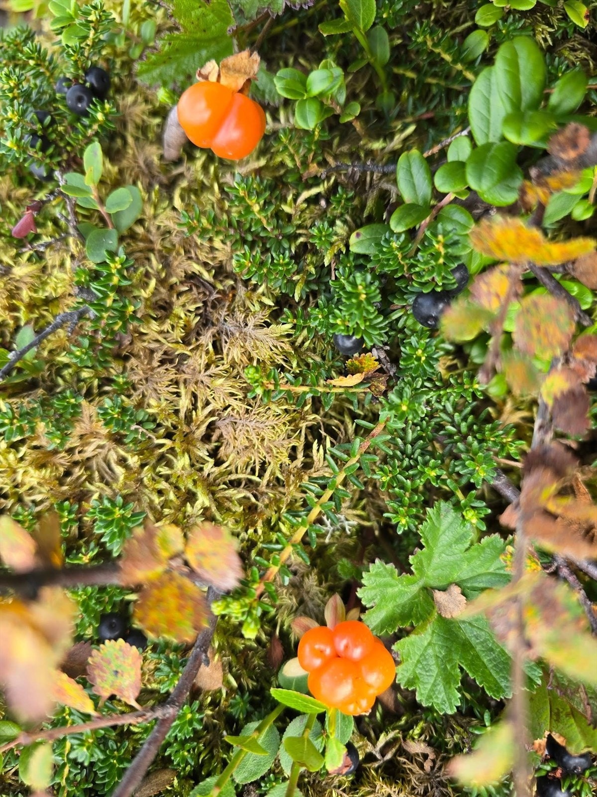 Privat bilde Galleribilde