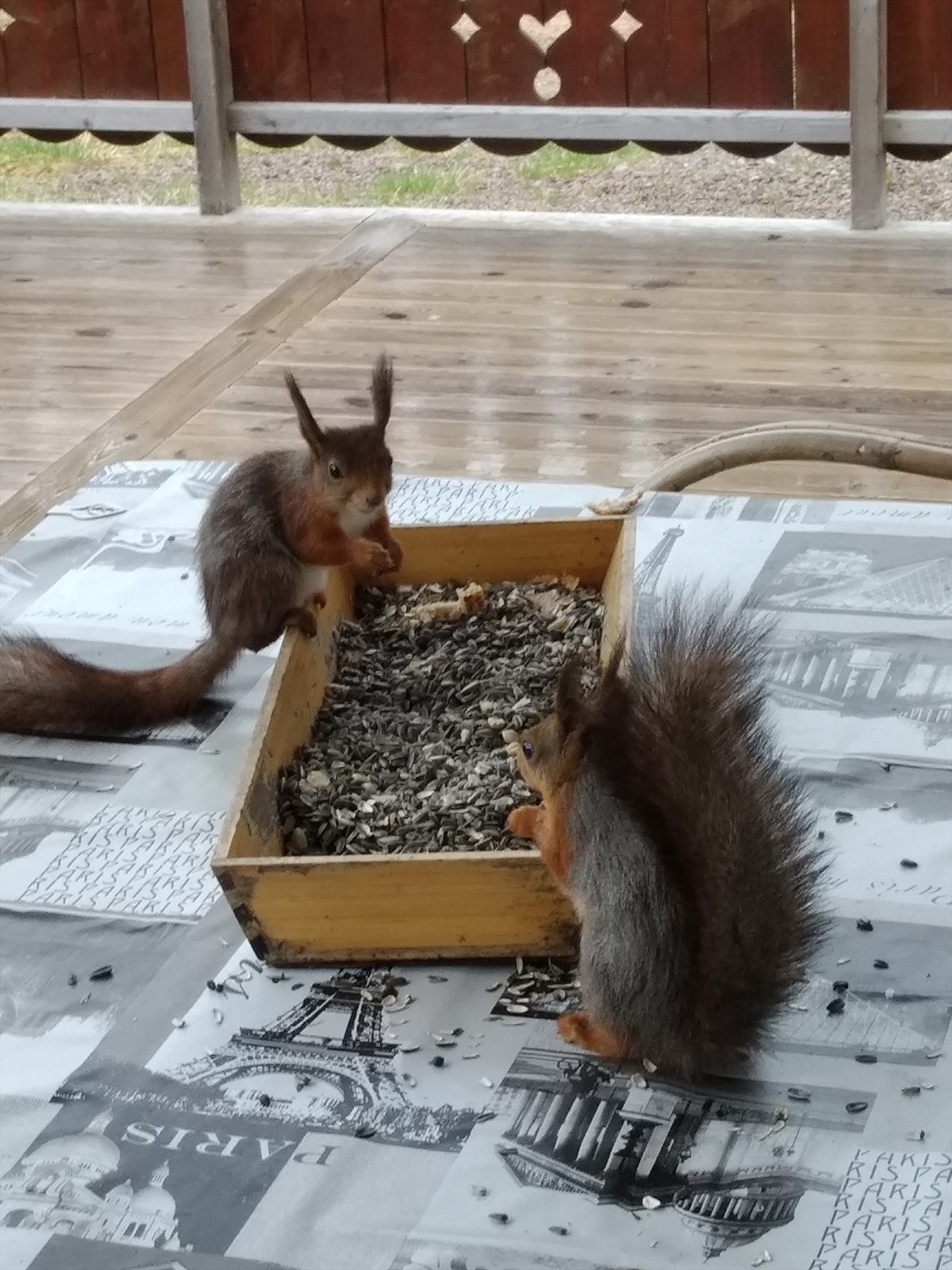 Trofaste gjester på fuglebrettet. Selgers' private bilde. Galleribilde