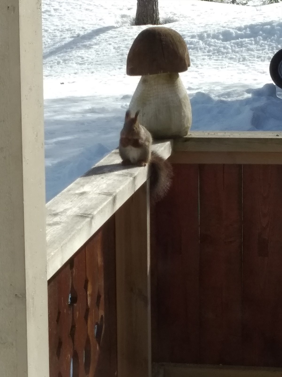 Ekorn som koser seg på terrassen. Selgers' private bilde. Galleribilde