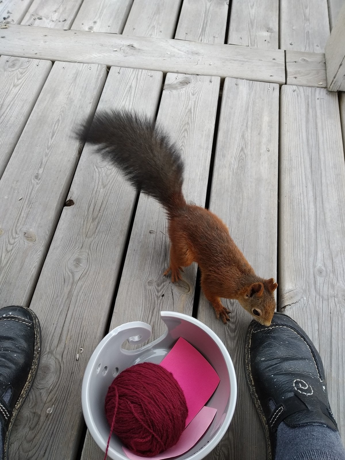 Området sies å ha et rikt dyreliv, kanskje du også får besøk av ekornet? Selgers' private bilde. Galleribilde