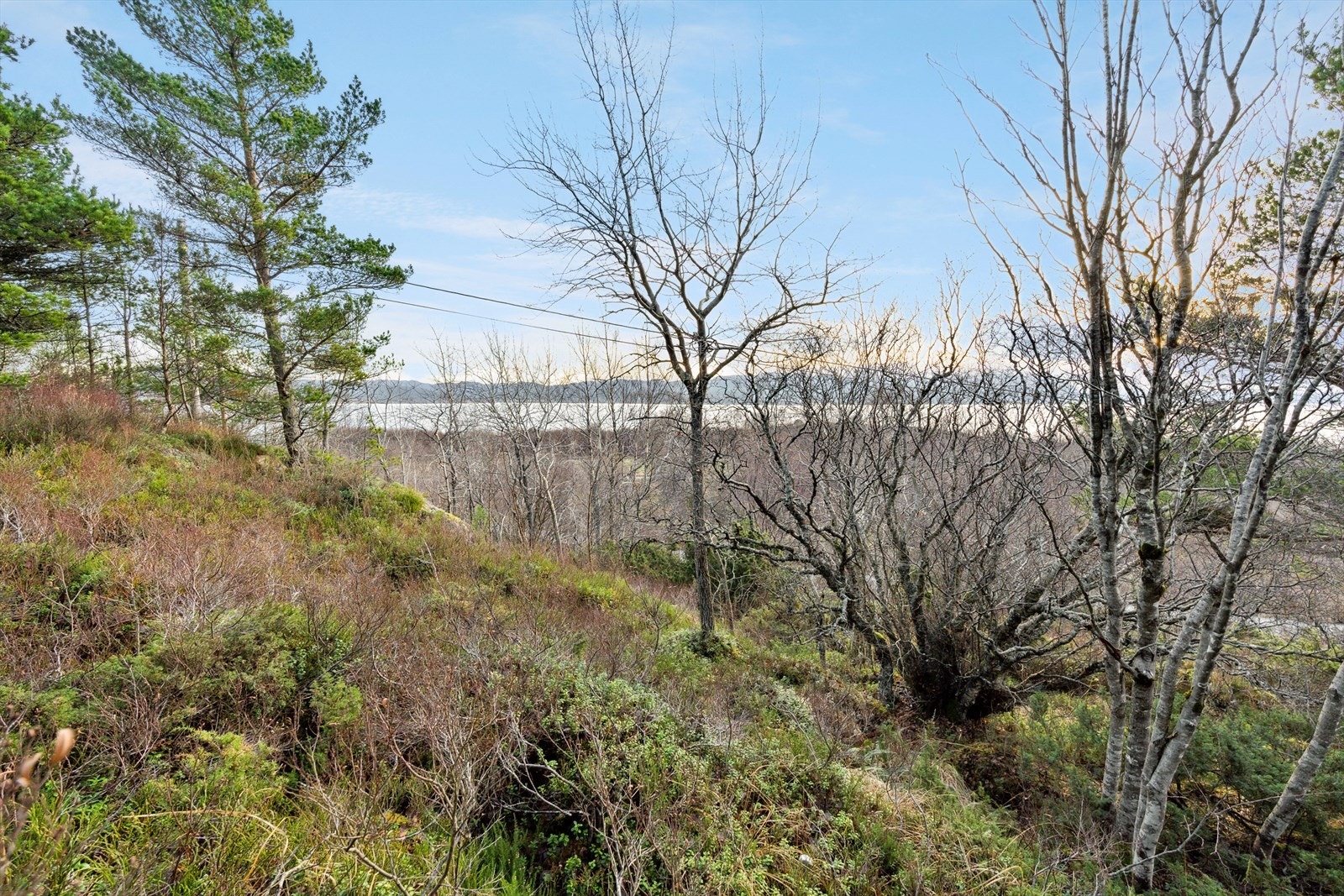 Tomten er pr i dag en naturtomt med spredt vegetasjon. Galleribilde