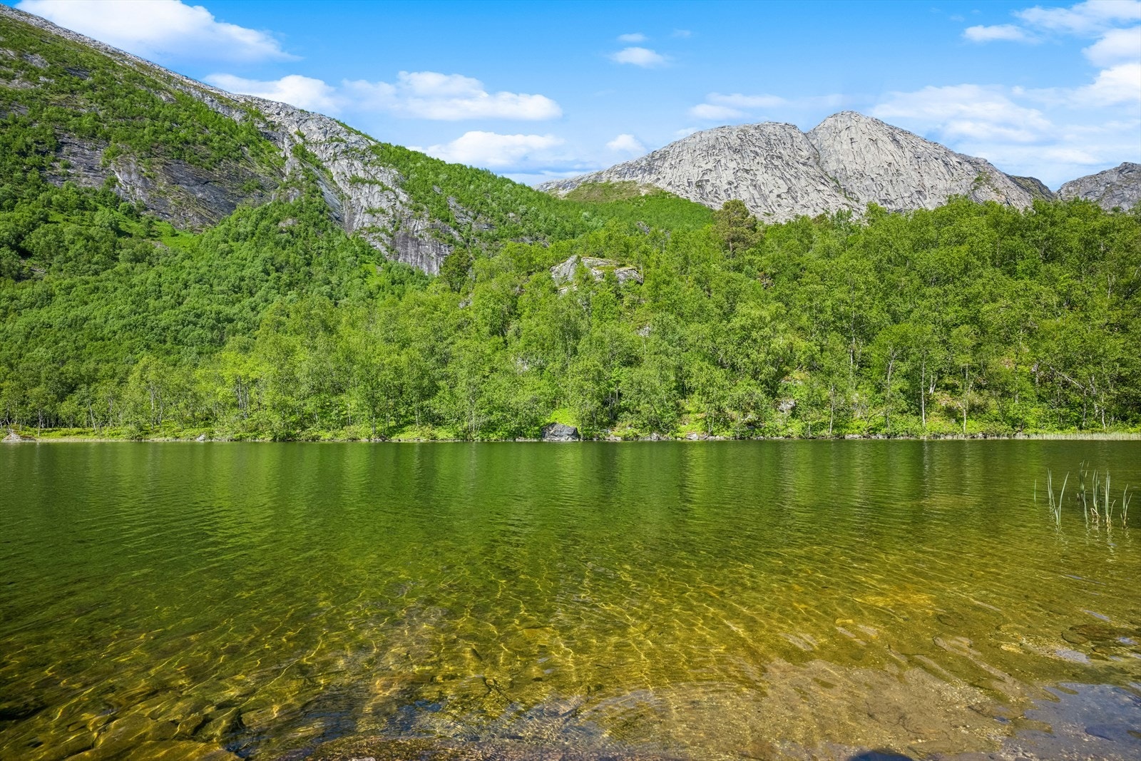 Fjellvannet. Galleribilde