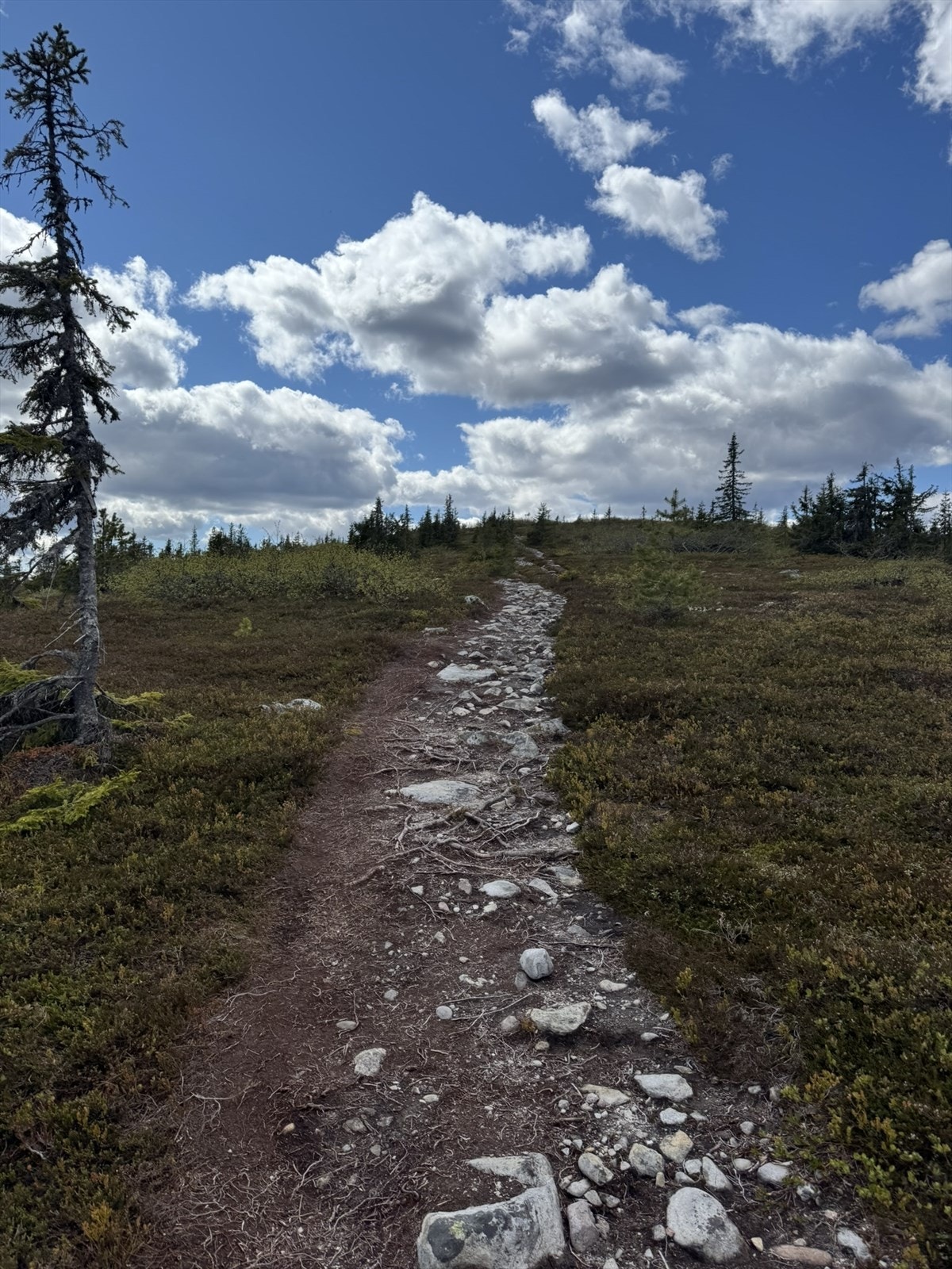 Selgers egne bilder Galleribilde