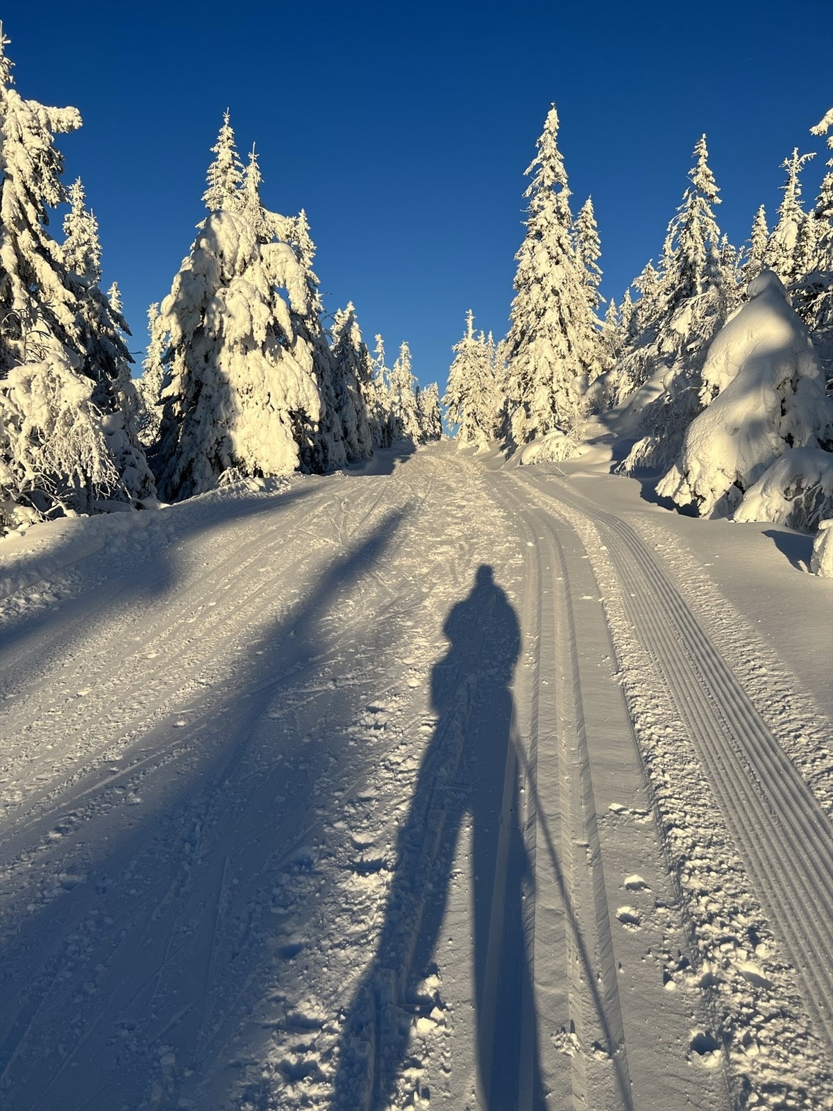 Selgers egne bilder Galleribilde