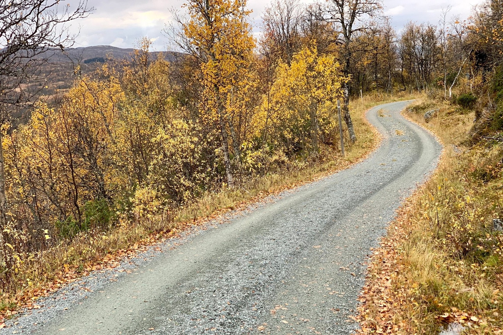 Hyldalsveien om sommeren Galleribilde