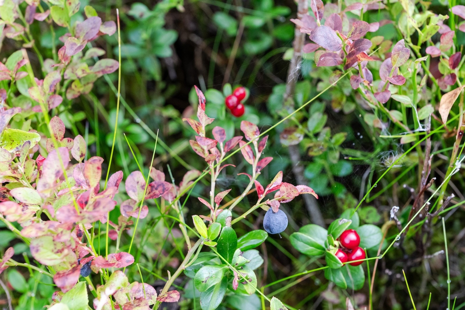 Trysilfellet og områdene rundt tomten er like attraktive på sommeren som på vinterstid med sine ypperlige fjellterreng for friluftsaktiviteter. På høsten kan du sanke både blåbær og tyttebær fra egen tomt! Galleribilde