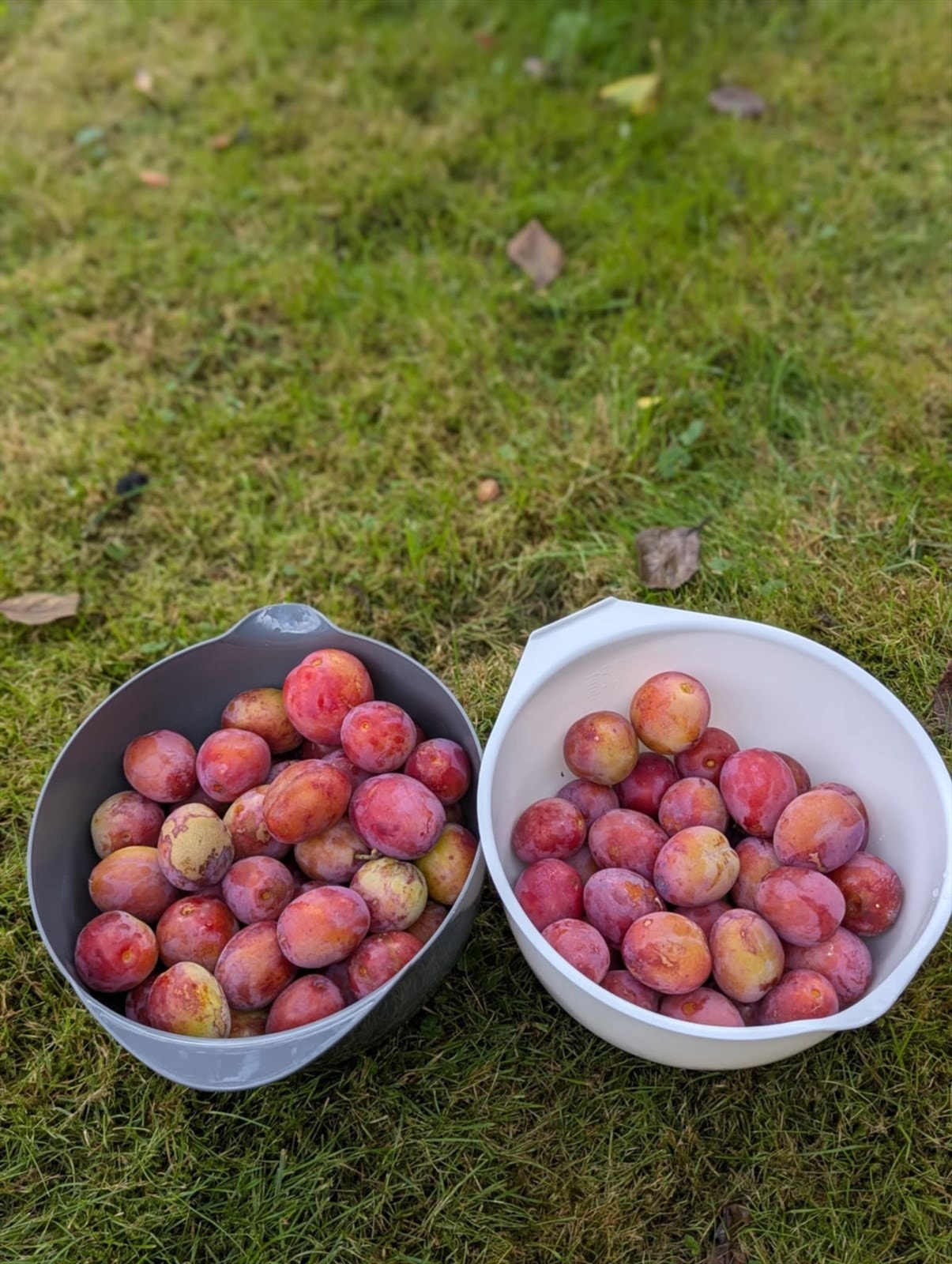 Selgers private bilde. Galleribilde