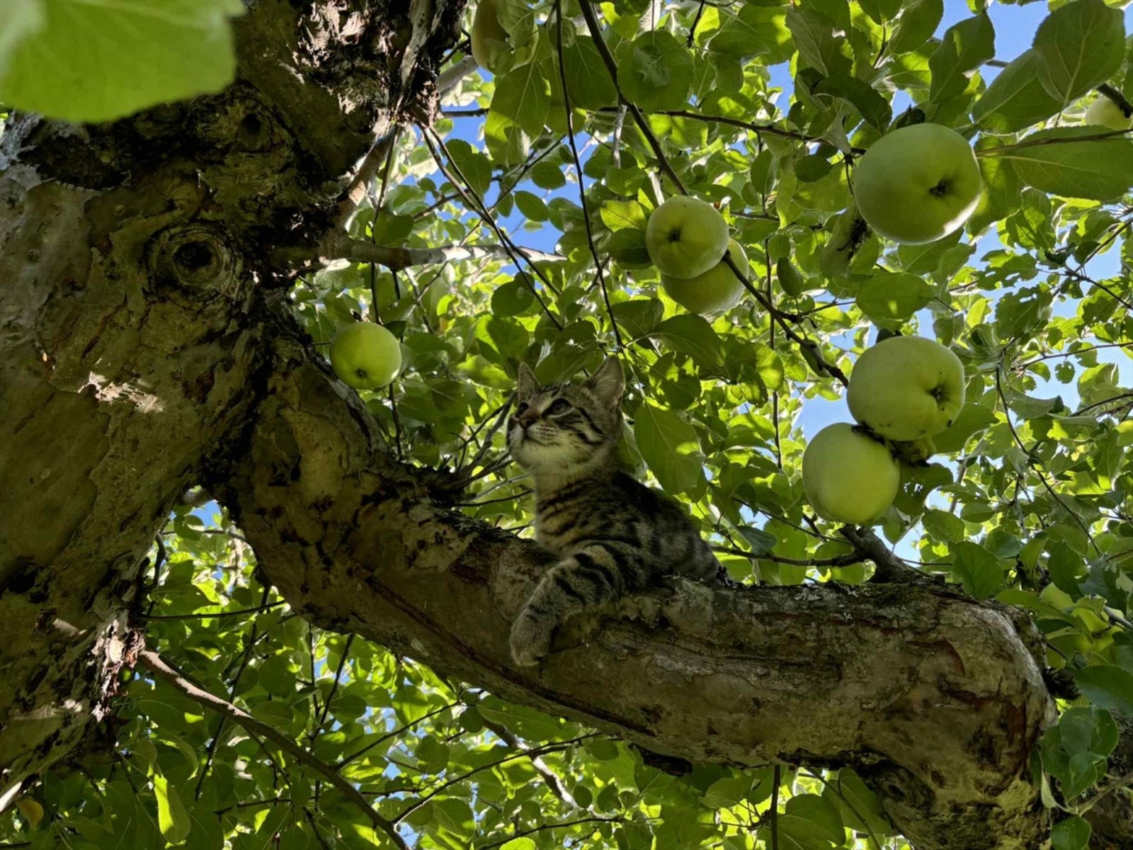 Selgers private bilde. Galleribilde