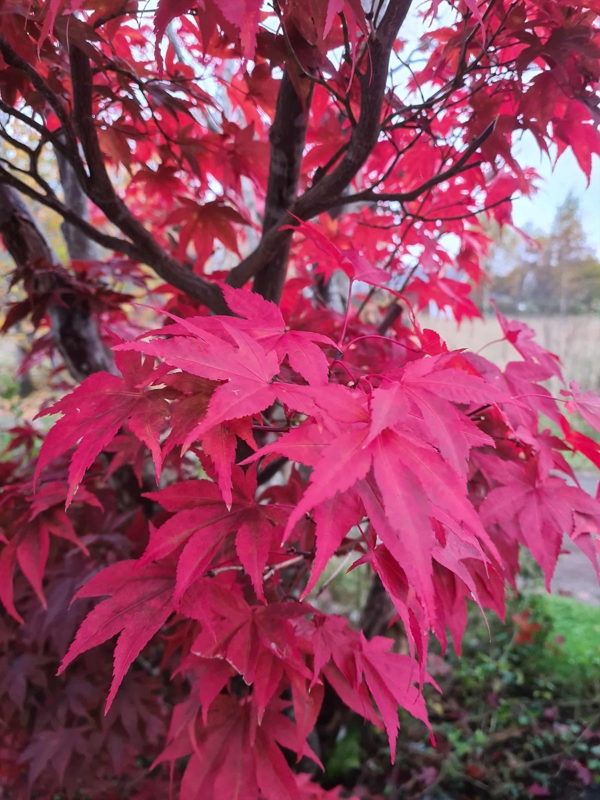 Selgers private bilde. Galleribilde