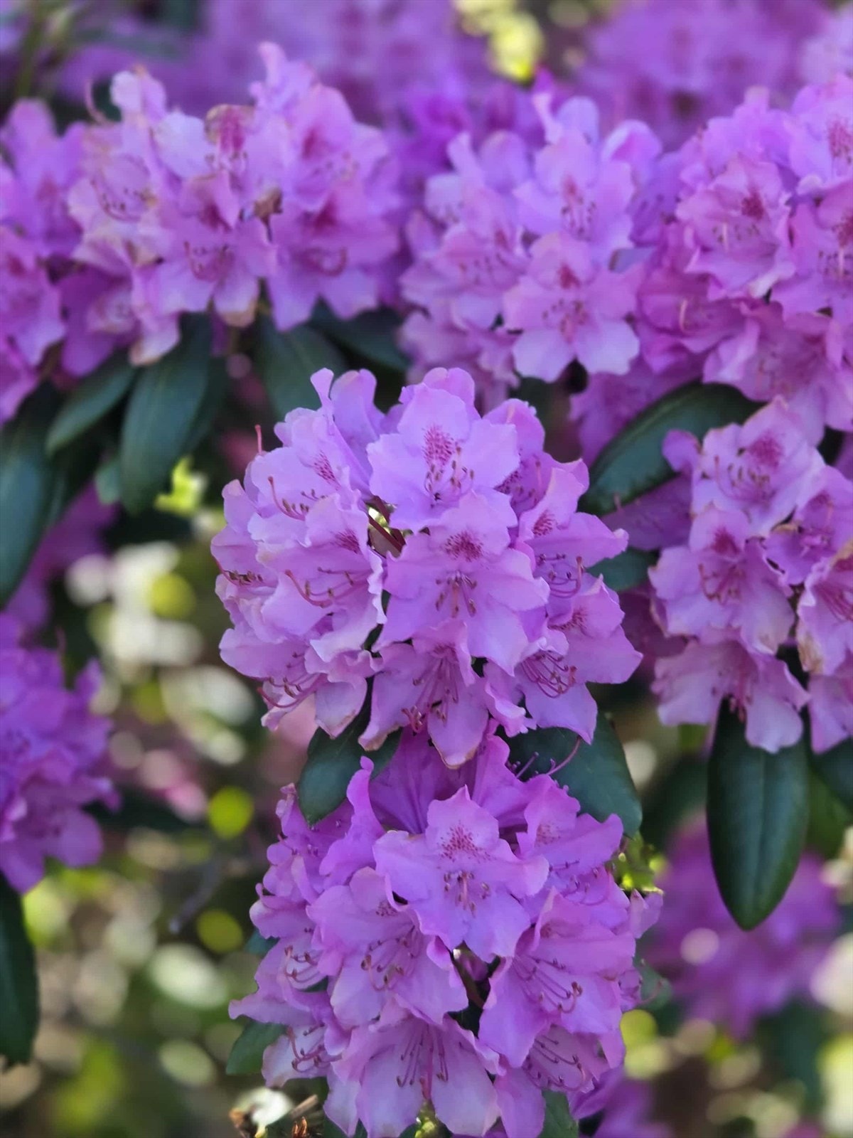 Selgers private bilde. Galleribilde