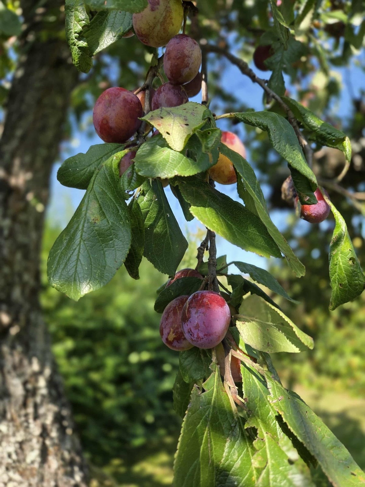 Selgers private bilde. Galleribilde