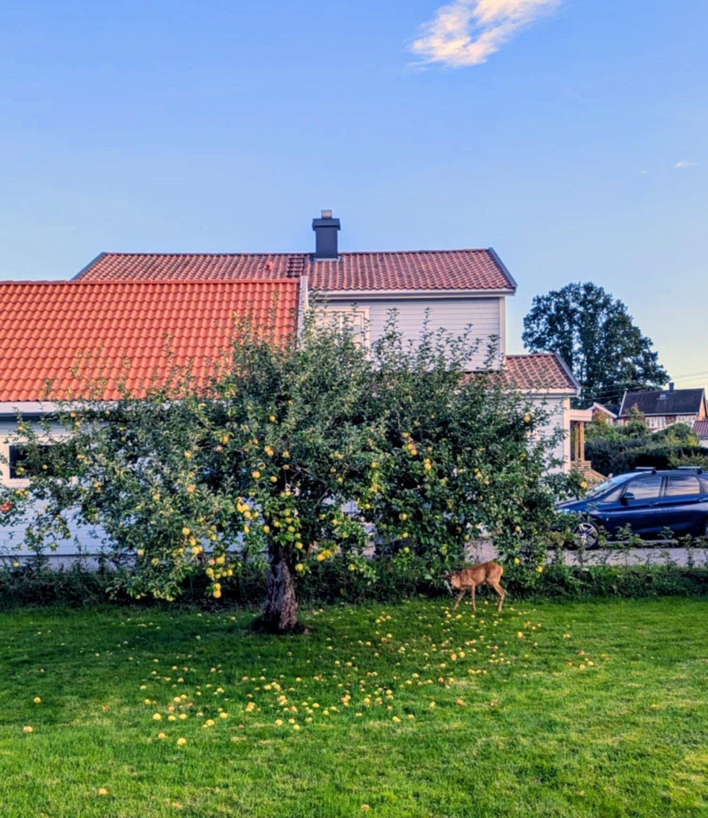 Hagen er blant annet beplantet med to epletrær, ett plommetre og to solbærbusker som er godt etablerte og gir rikelig med frukt og bær hvert år. Selgers private bilde. Galleribilde