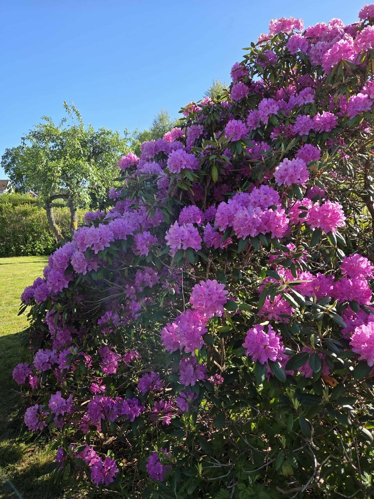 I hagen finner man også flotte prydbusker som blomstrer fint på sommerstid. Selgers private bilde. Galleribilde