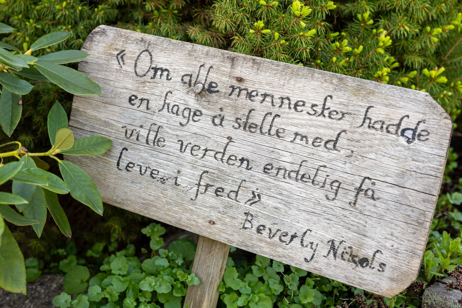 Privat bilde fra hage. Galleribilde