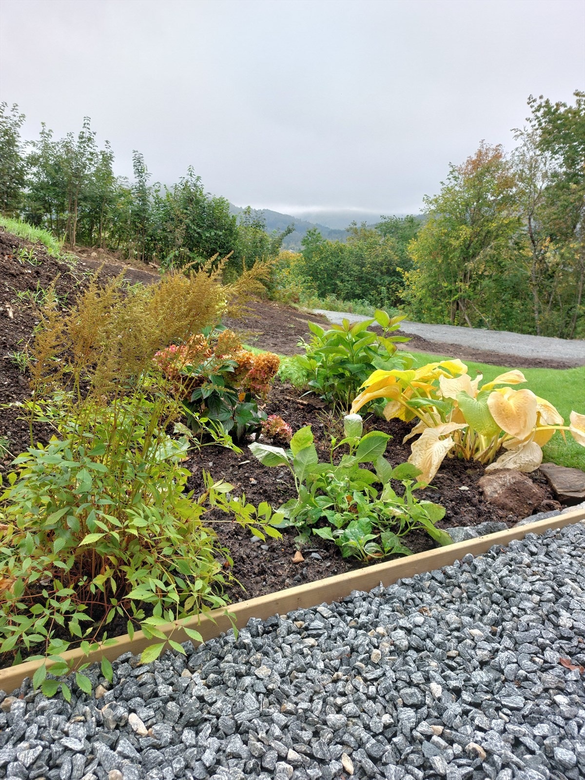 Beplantning i hage Galleribilde