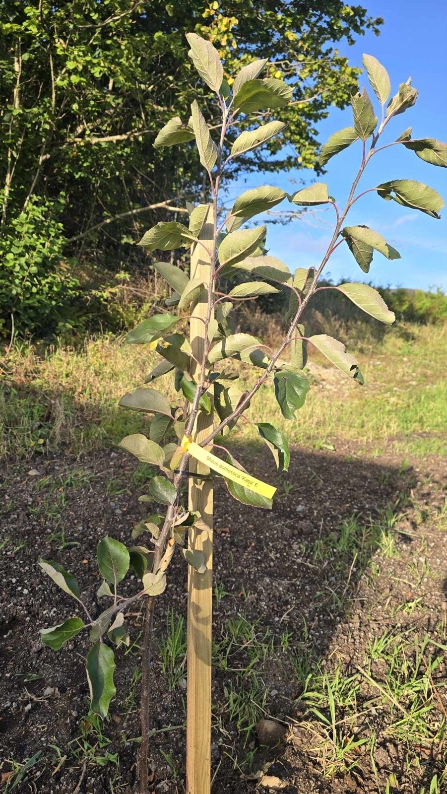 Det er blant annet plantet epletre av typen Malus domestica 'Katja' E Galleribilde
