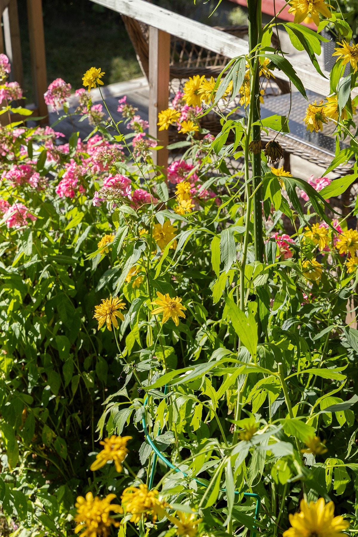Grønt og trivelig uteområde med beplantning. Galleribilde