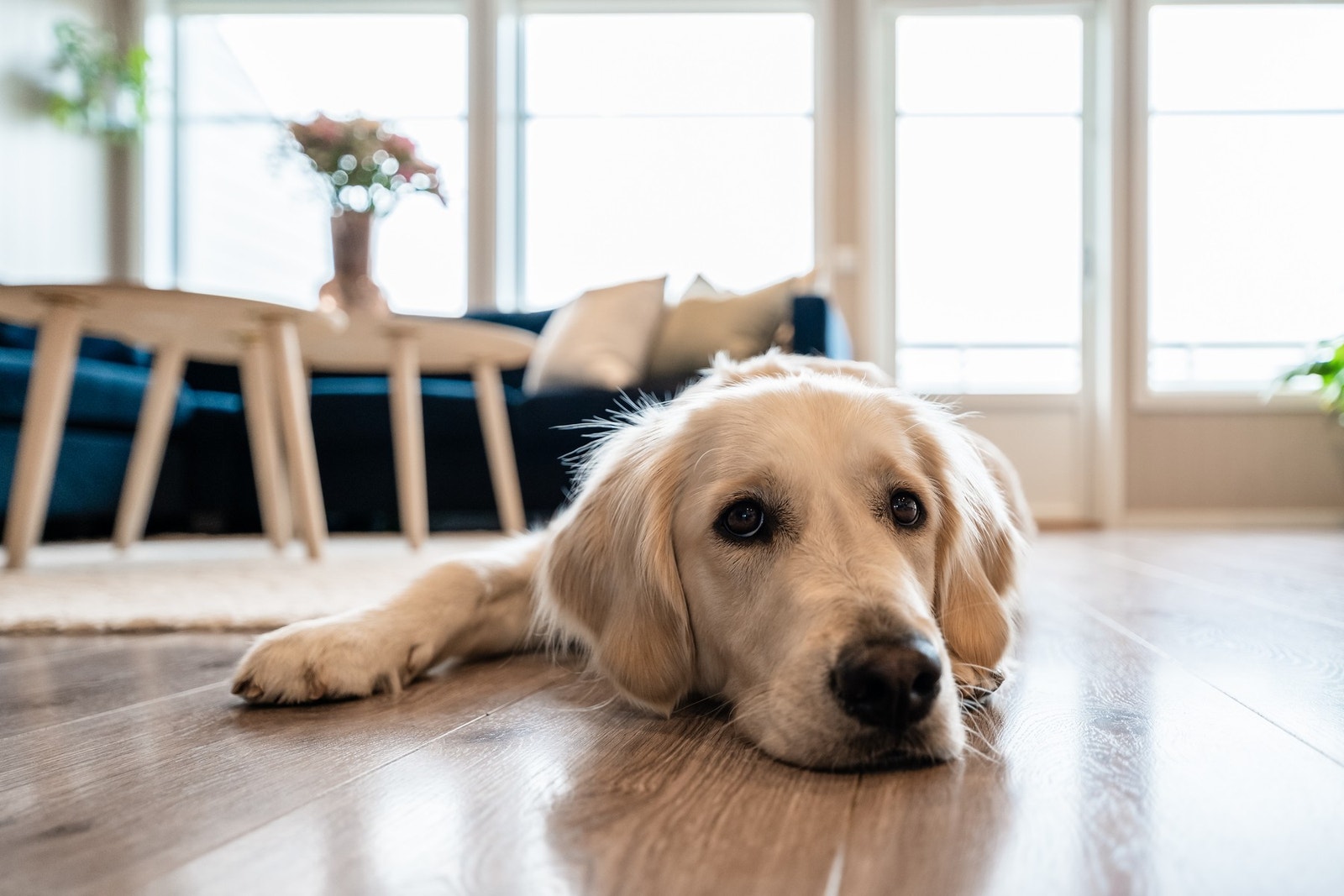 Gulvene, som ikke er flislagt, har slitesterke laminatoverflater. PS! Nydelige Lilly medfølger ikke. Galleribilde