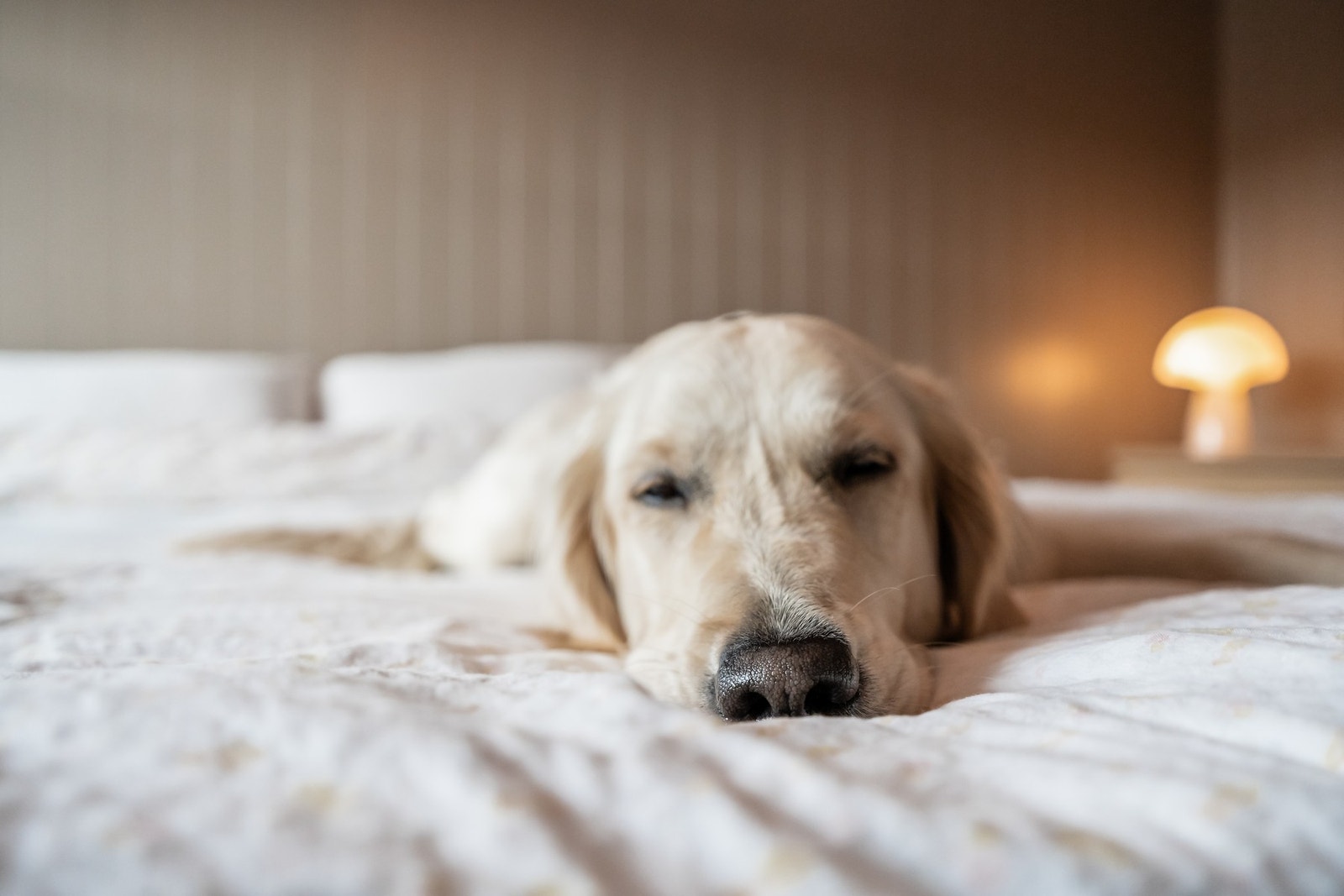 Lilly kan melde om hyggelige naboforhold, fine turområder og kort veg til splitter ny skole, til butikk og til barnehage. Galleribilde